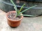 স্নেক প্ল্যান্ট পট সহ