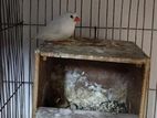 Snow white finch male sell
