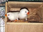 Snow White finch pair