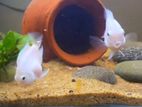 Snow White Perrot