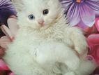 Snow White Persian Long Hair Kittens | Home Raised
