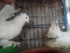 Sob Kobutor Sell Hobe