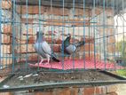 Sobji Racer Running Pair