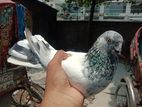 sobuj gola pigeon (pair)