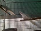 Sun conure and Ringneck tia want to sell