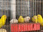 Some Budgerigar Birds For Urgent Sell