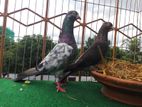 Some Pigeons For Sale