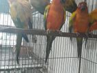 SOME SUN CONURE AND RINGNECK TIA COCATEL