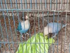 Love Bird for sale