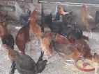 সোনালি ও ফাওমি মুরগি বিক্রি হবে