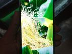 Sony Xperia 5 Mark 3 (Used)