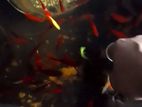 Sotell Fish