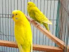 spangle budgierigar breeding pair