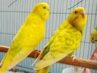 Spangle budgierigar breeding pair