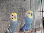 SPANGLE CLEARWING BUDGIE RUNNING PAIR