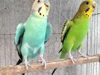 MALE & FEMALE BUDGIE PAIR sell