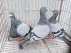 Pigeon for sell