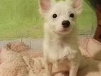 Premium Quality Spitz puppy