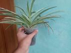 Spider Plant অনেক সাইজ এর