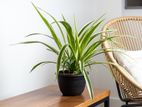 spider plant