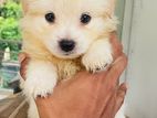 Spitz Dog