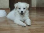 Spitz Dogs For Sale