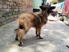 Spitz Dog