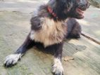 Dog for sale