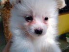 Spitz for sale (Female)