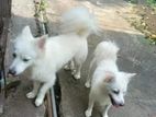 Spitz