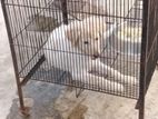 Spitz Male Available