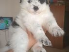 Spitz Male Puppies - Urgent Sale