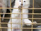 Spitz Male Puppy