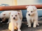 Spitz puppies