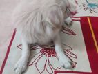 Spitz Puppy
