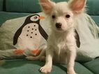 Spitz puppy (miniature)