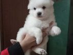 Spitz Puppy Sale