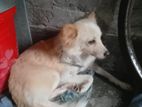Spiz dog