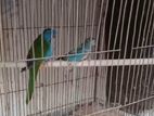 Splendid Bird