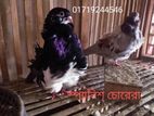 স্প্যানিশ চোরেরা ডাবল ফ্লাওয়ার