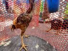 সরালি মুরগা ২টা