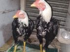 সরালি মুরগা বিক্রি হবে