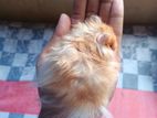 Sriyan hamster