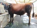 ষাঁড় গরু বিক্রি করা হবে