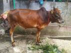 ষাঁড় গরু