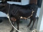 ষাঁড় গরু