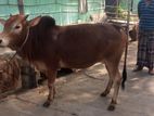 ষাড় গরু