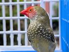 Star Finch pair