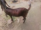 Goat for sale