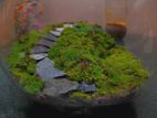 Stone steps terrarium